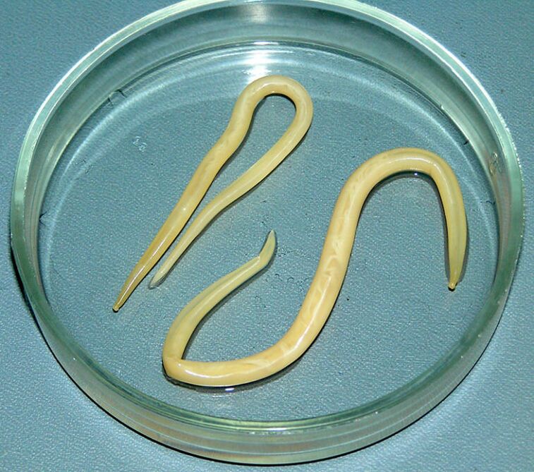 Ascarids