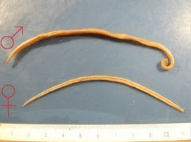 Ascarids
