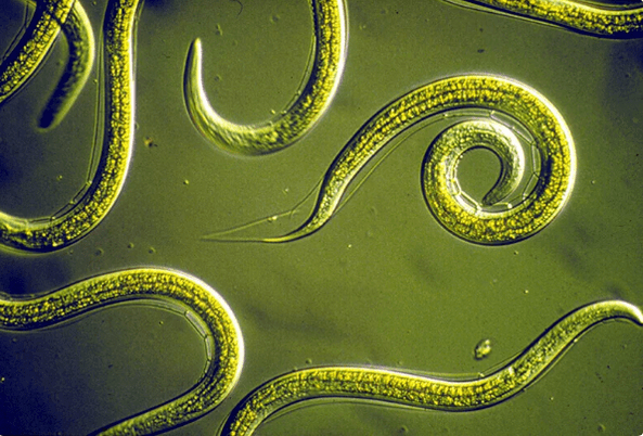 How to get rid of parasites without tablet