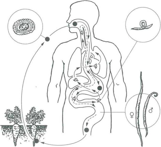 The main ways of penetrating parasites to the human body