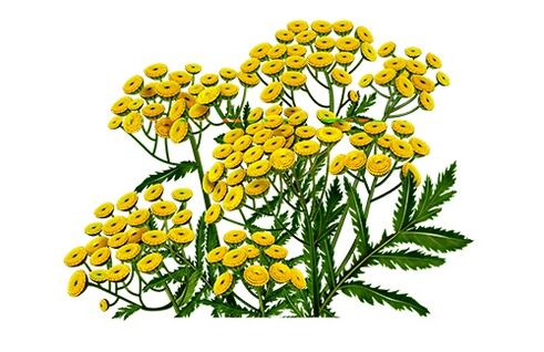 tansy to eliminate parasites