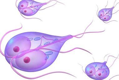 Types of parasites in human body