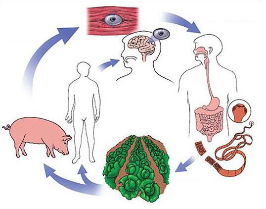 Methods for the diagnosis of parasites