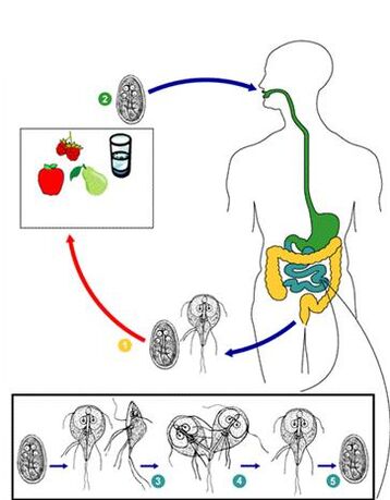 Parasites in the liver